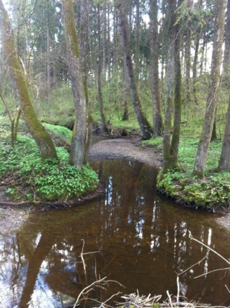 Am Weiler Glashütte schlängelt sich der Brünnlesbach entlang