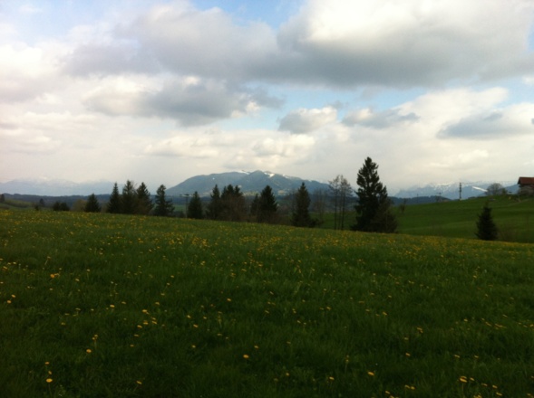 Blick über weite Löwenzahnwiesen