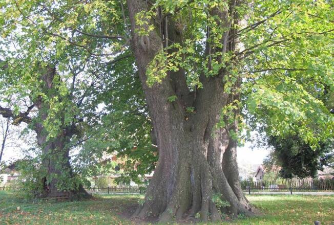 Tassilolinde und Marienlinde auf der Fraueninsel