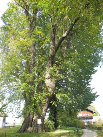 Tassilolinde auf Fraueninsel