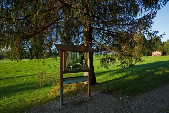 Schaukasten am Vogellehrpfad Bad Bayersoien