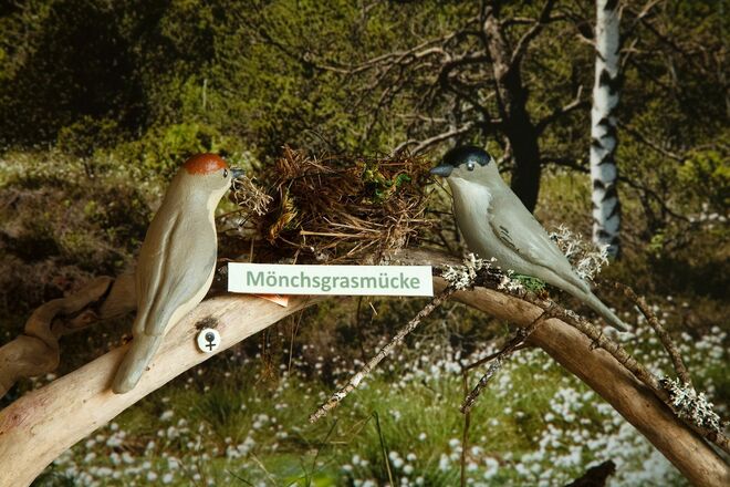 Die Vögel in den Schaukästen sind aus Ton gefertigt und handbemalt