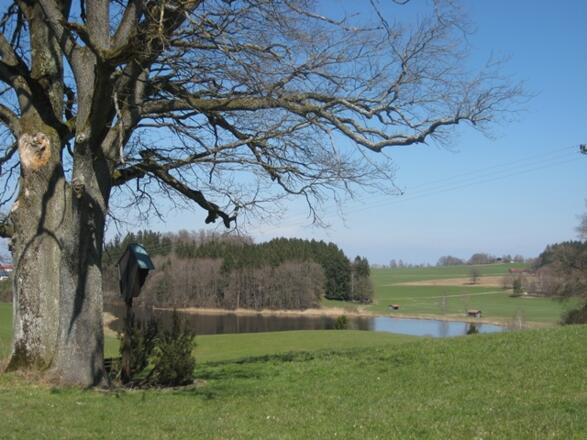 Weiher bei Sonderham