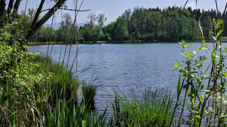 Neuer Weiher in der Nähe von Promberg
