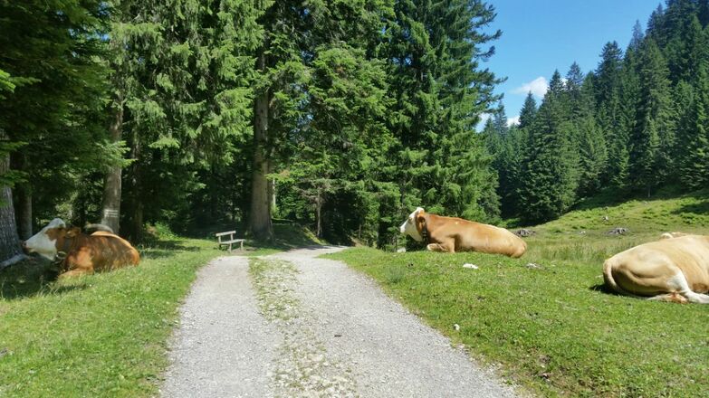 Abstieg über Forstweg