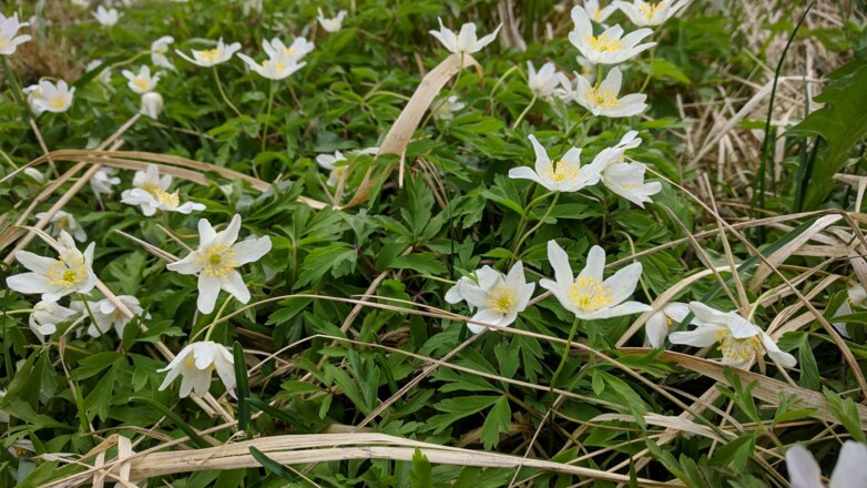 Blumen am Wegesrand