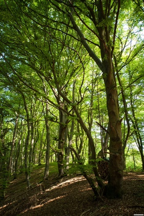 Beginn des südwärts verlaufenden Waldpfads