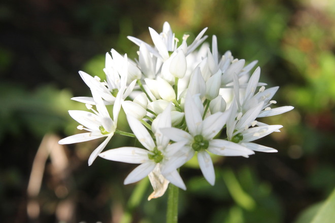 Bärlauchblüte,bei uns auch Rams genannt