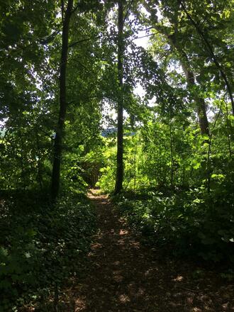Waldpfad