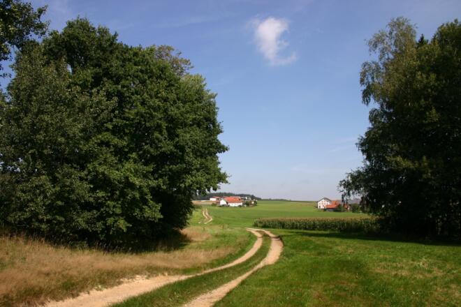 Bei Viehholzen.