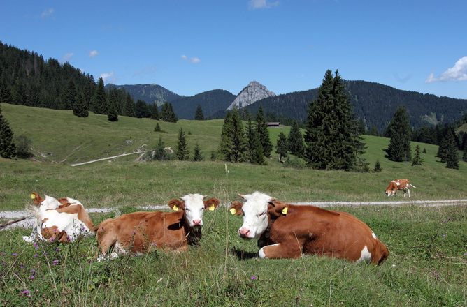Blick von der Königsalm zum Hirschberg und Leonhardstein