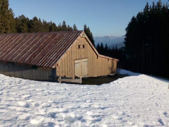 Wachselmossalm