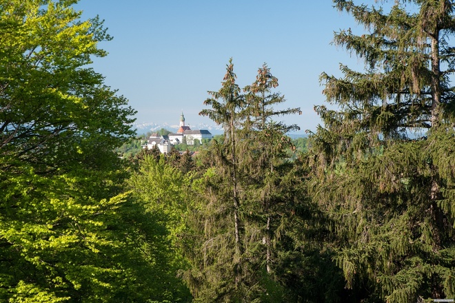 Langgezogene Erhebung im Wald