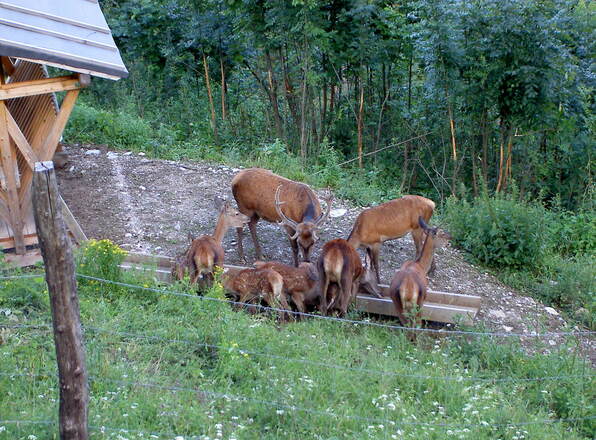 Wildgehege an der Reisealm