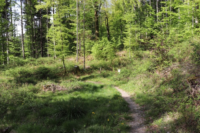 Weg zur Dainingsbach-Schlucht am Walchensee