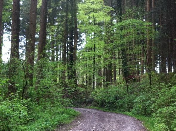 Wir passieren auf dieser Etappe malerische Wälder.