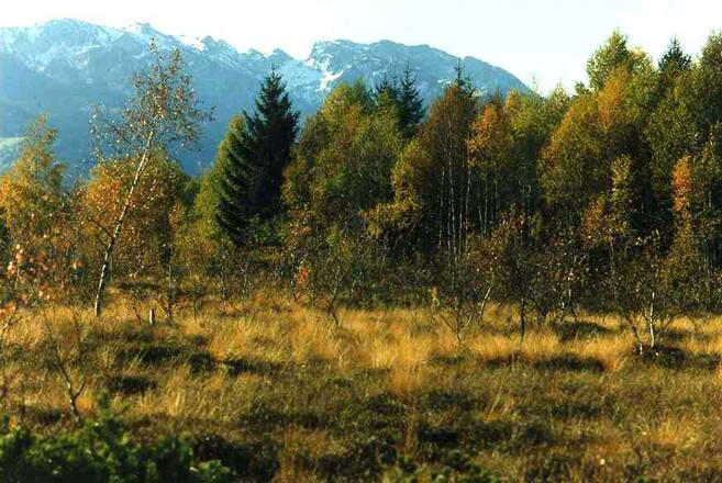 Filze Sommer