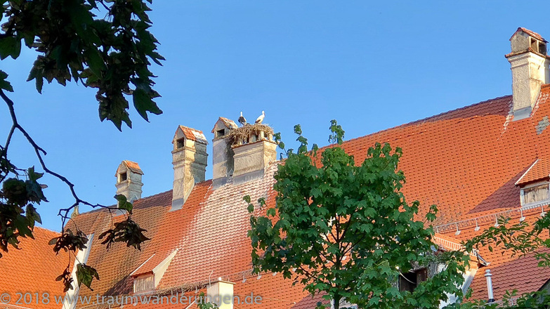 Störche auf dem Fuggerbau