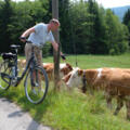 radfahren_romstr_kuehe