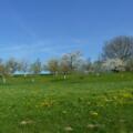 Obstgarten im Frühjahr