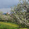 Streuobstwiese im Leiblachtal