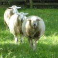 Schafe am Tierheim
