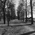 Allee an der Theresienwiese