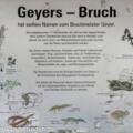 Geyers Bruch