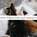 Katzenfamilie