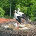 Störche im Nest in Pfaffenhausen