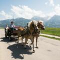 Genießen Sie eine angenehme Kutschfahrt mit Frau Müller aus Oberdorf bei Obermaiselstein