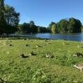 Enten im Englischen Garten