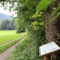 Weg WaldApotheke