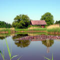 Weiher Koo – ein Biotop mit Geschichte