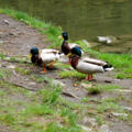 Enten am Hintersee