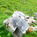 Baumstumpf  Almajurtal