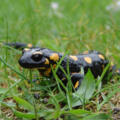 Feuersalamander