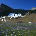 Krokusblüte vor den Daffneralmen