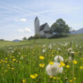 St. Peter in Steinkirchen mit blühender Wiese