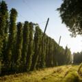 Ausschweifende Hopfengärten prägen das Landschaftsbild der Hallertau