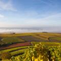 Weinberge bei Iphofen