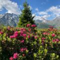 Alpenrosen mit Piz Mundin.