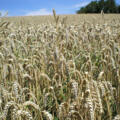 Bild 2 Weizen erntereif_bearb