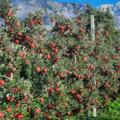 Obstbau Lechner Hall_Apfelplantage
