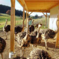 Sträuße vor ihrer Hütte auf dem Staußenhof Hiereth in Wolfersdorf