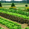 Gemüsebeete zum Selberernten im Naturgarten Schönegge bei Nandlstadt