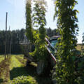 Bei der Hopfenernte im Hopfengarten©Eva Rieger