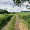 Schmetterlinge und Hundsrücken, Rhön-Rundweg 8 Oberelsbach_1