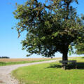 Bank unter Baum