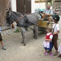 Eselkutschenfahrt für Kinder